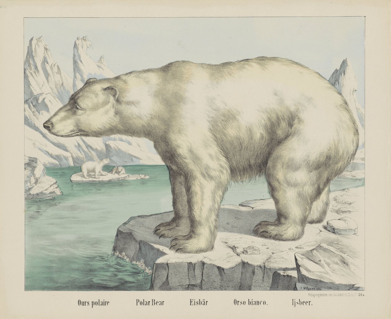 Naše polaire / Lední medvěd / Eisbär / Orso bianco. / Ijsbeer (název na objektu) od firma Joseph Scholz