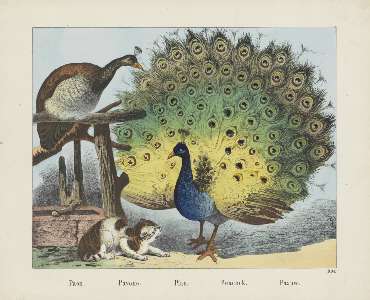 Paon. / Pavone. / Pfau. / Páv. / Paauw (název na objektu) od firma Joseph Scholz
