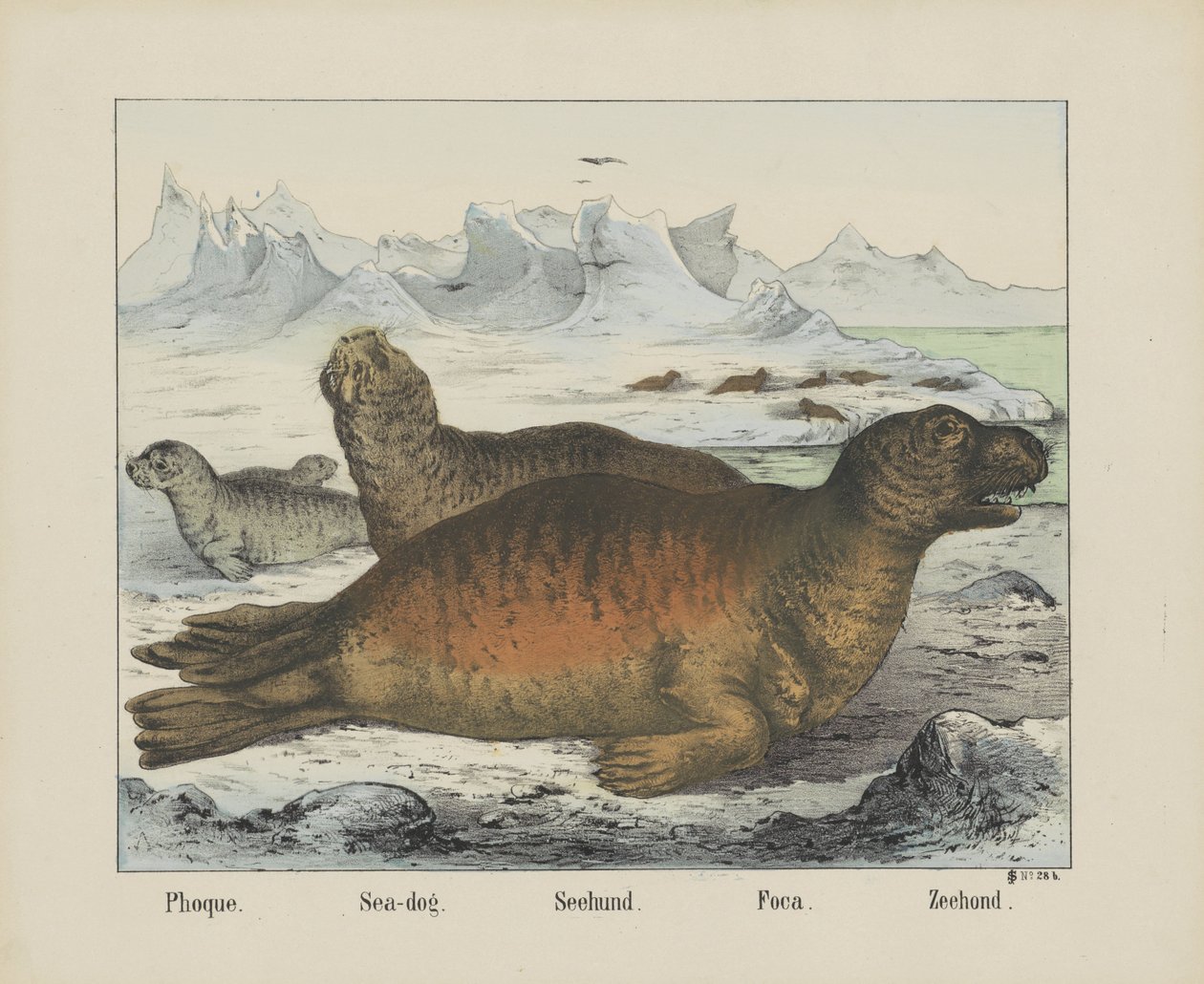 Phoque. / Mořský pes. / Seehund. / Foca. / Pečeť (titul na předmětu) od firma Joseph Scholz