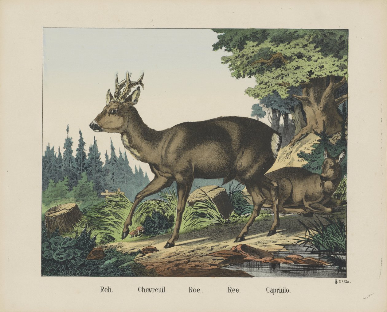 Reh. / Chevreuil. / Roe. / Ree. / Capriulo (název na objektu) od firma Joseph Scholz
