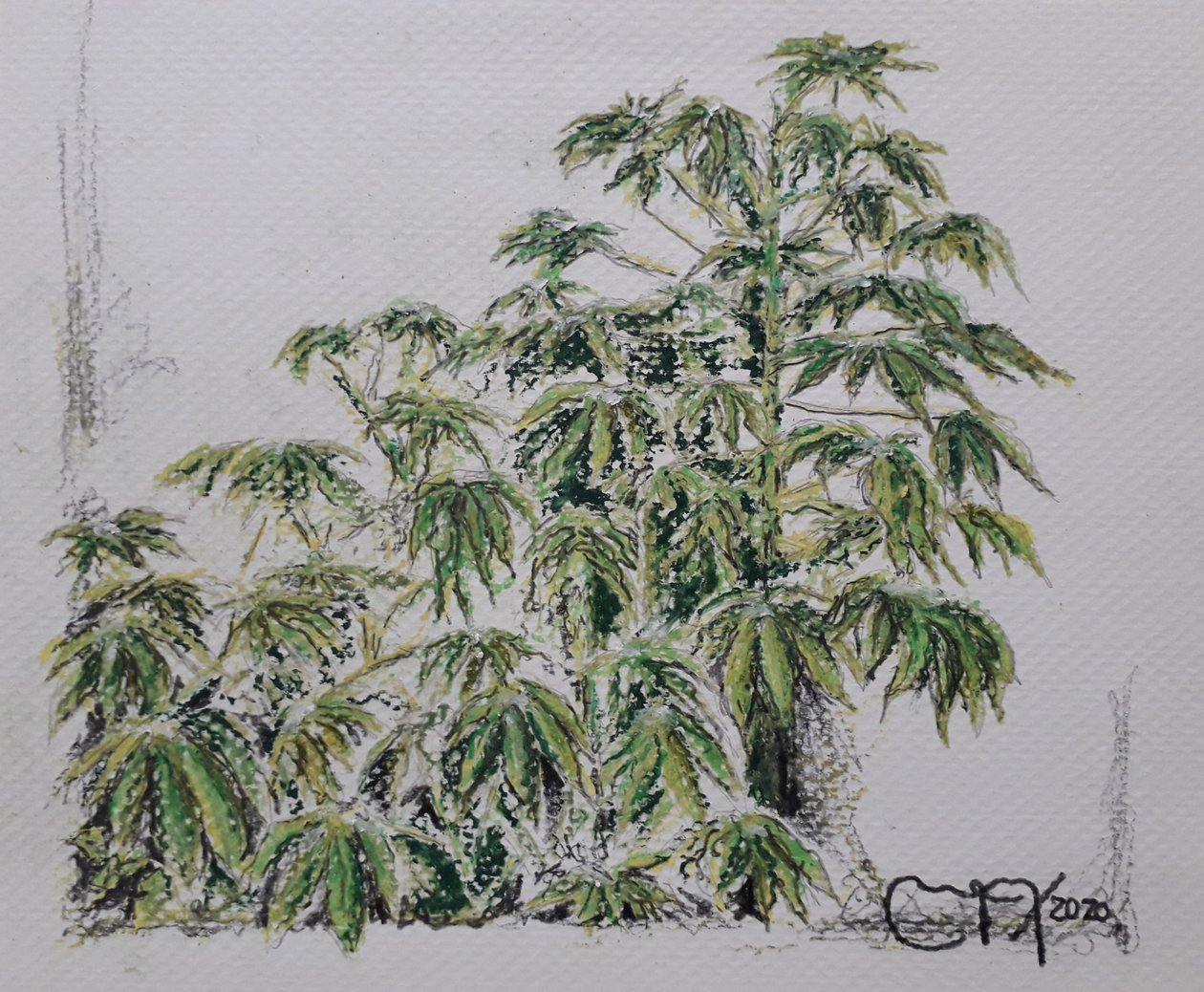 ROSTLINA YUCA od miguelmendez_art.ve