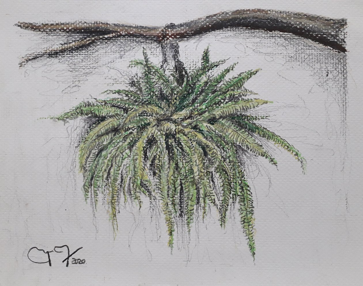 OKRASNÁ ROSTLINA - HELECHO od miguelmendez_art.ve