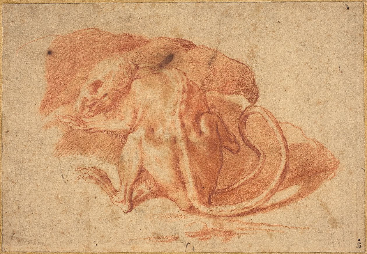 Krysa s částečnou kůží od possibly Florentine or Roman Italian 16th