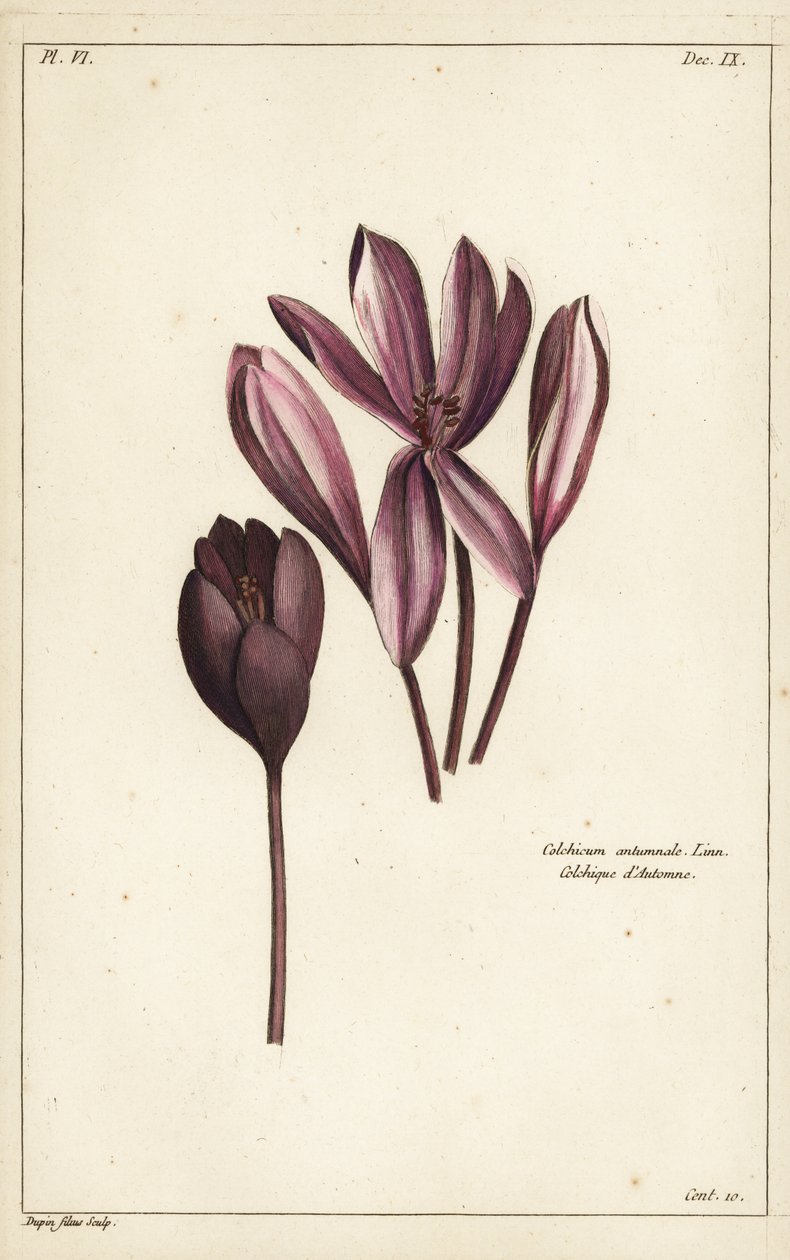 Podzimní krokus, luční šafrán nebo nahé dámy, Colchicum autumnale, Linn od the Younger Dupin