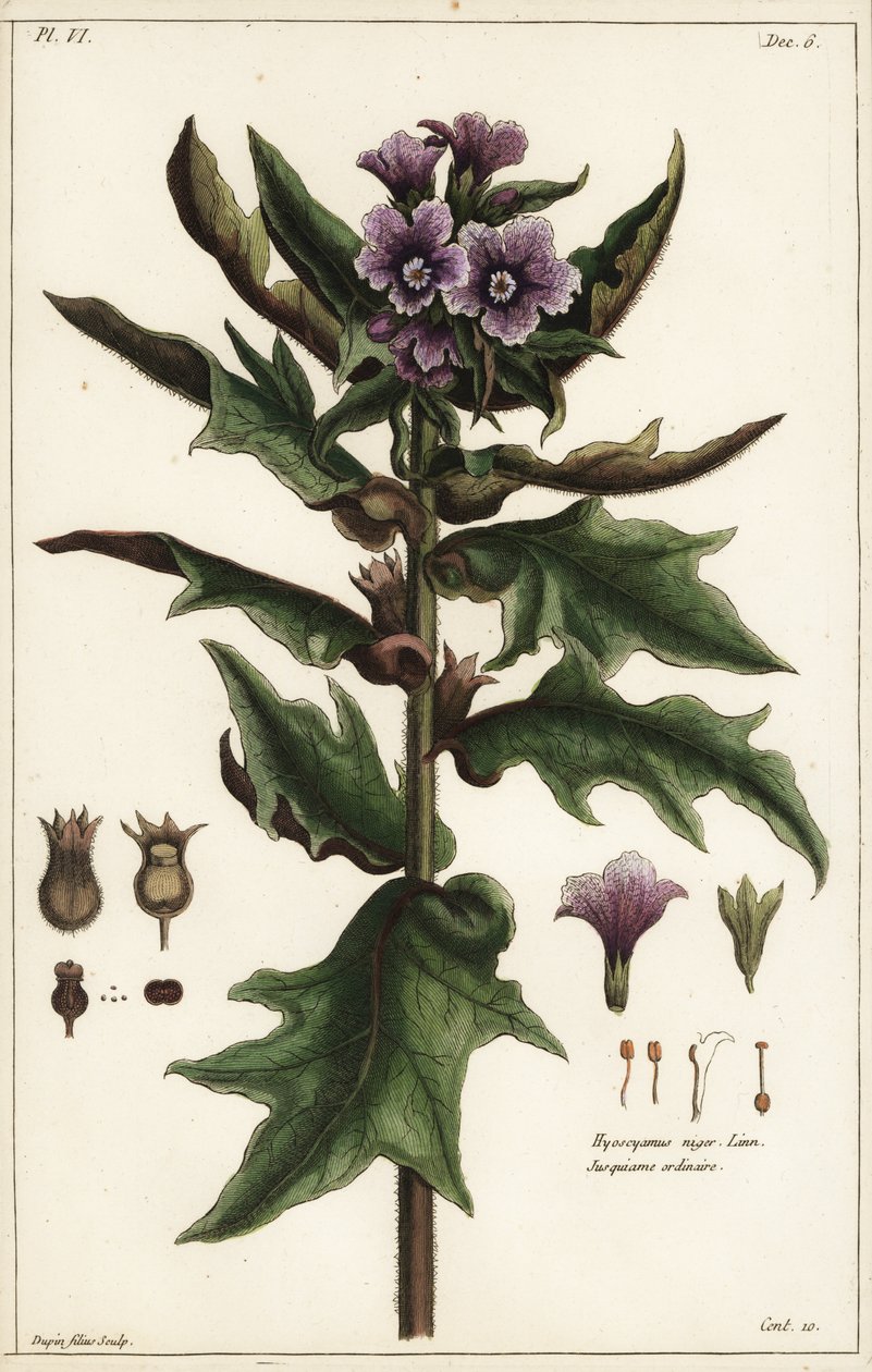 Černý slepičák, jusquiame noire, Hyoscyamus niger Linn od the Younger Dupin