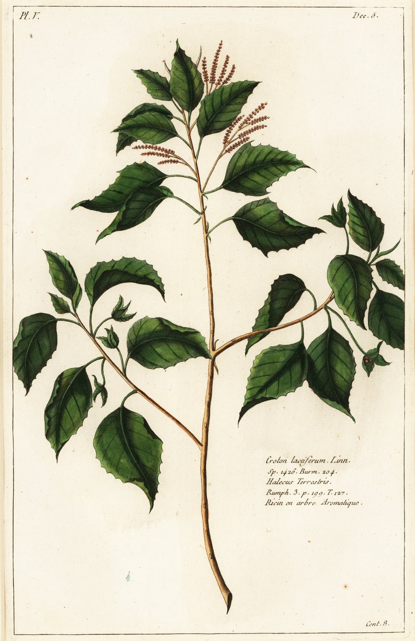 Candlenut, Croton laccifer od the Younger Dupin