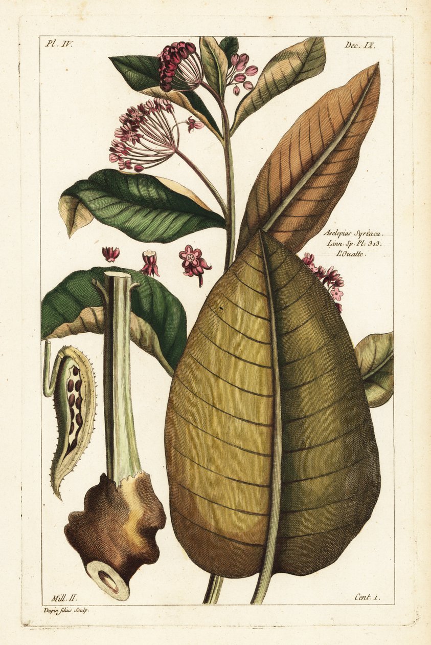 Mlék obecný, Asclepias syriaca od the Younger Dupin