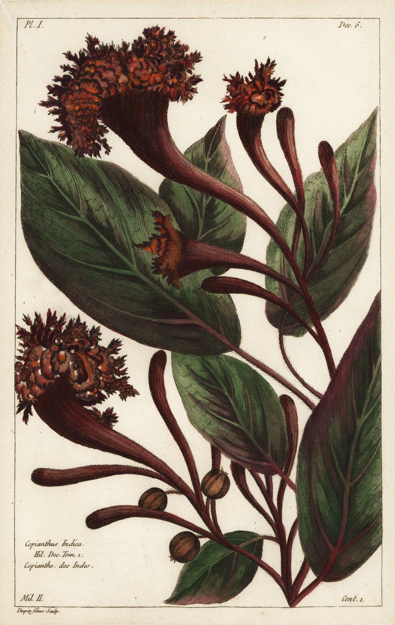 Cornucopy keř, Copianthus indica, Hil od the Younger Dupin