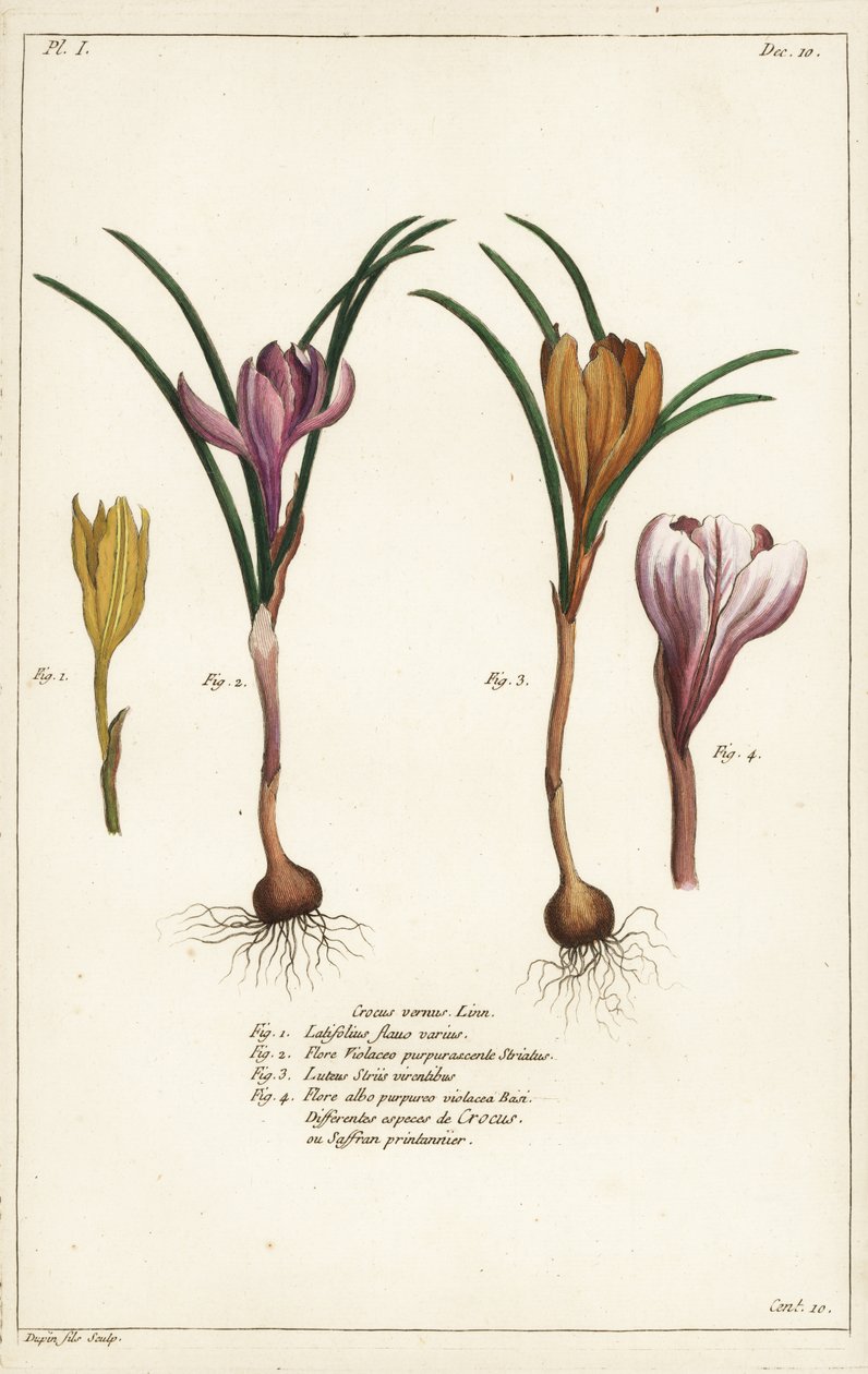 Různé druhy jarních krokusů, Crocus vernus, Linn od the Younger Dupin
