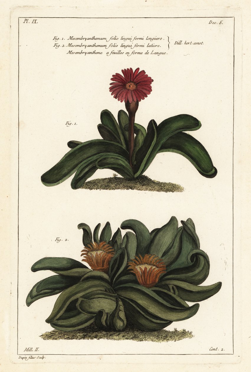 Rostlina Elkhorn, Rhombophyllum dolabriforme (měsíček fíkový, Mesembryanthemum dolabriforme) od the Younger Dupin