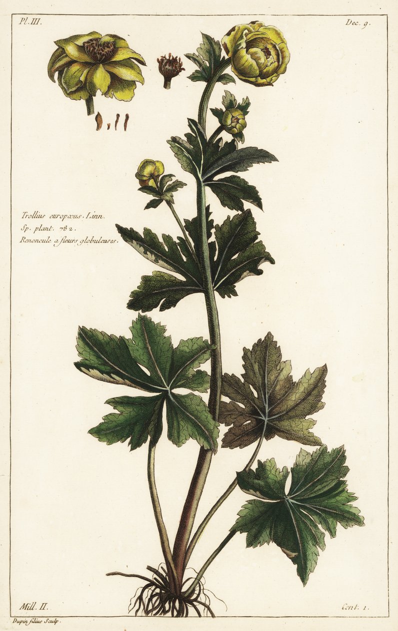 Globeflower, Trollius europaeus, Linn od the Younger Dupin