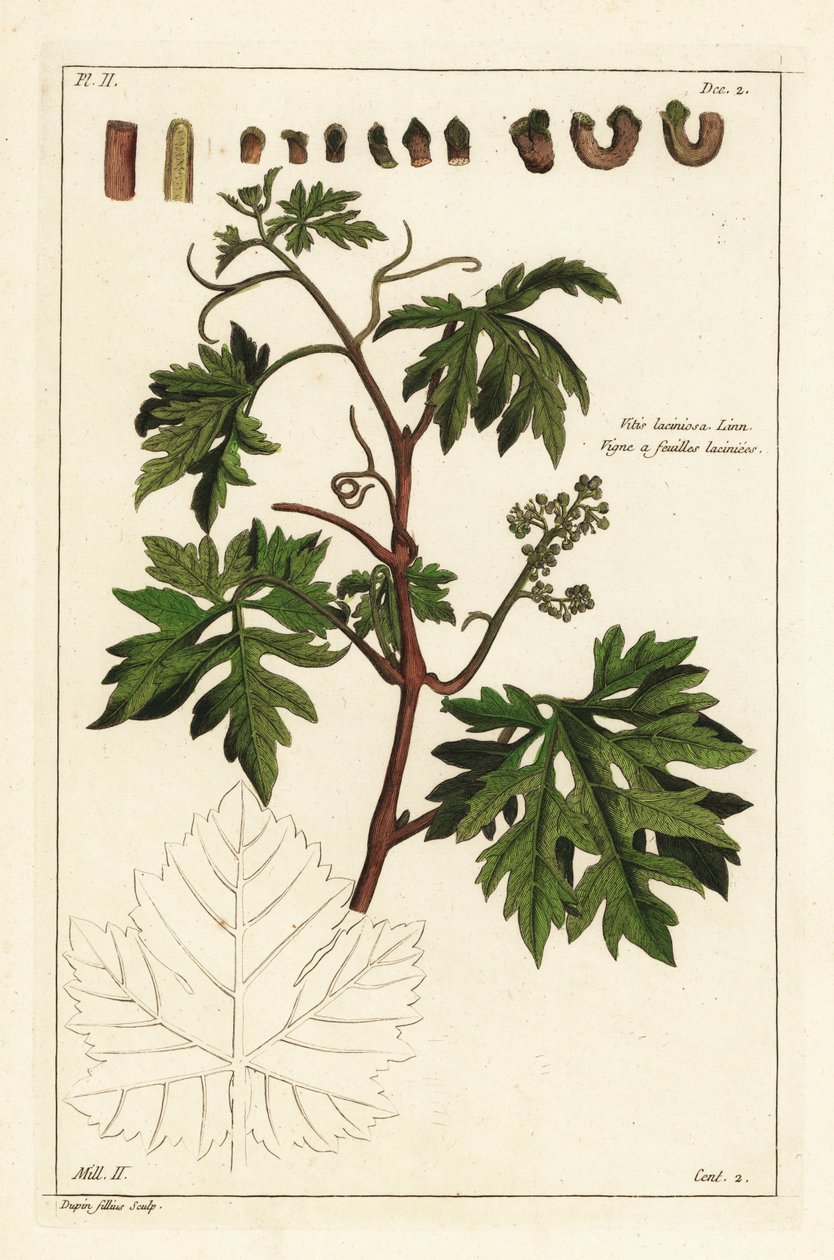 Listy a pučící hrozny na vinné révě, Vitis vinifera od the Younger Dupin