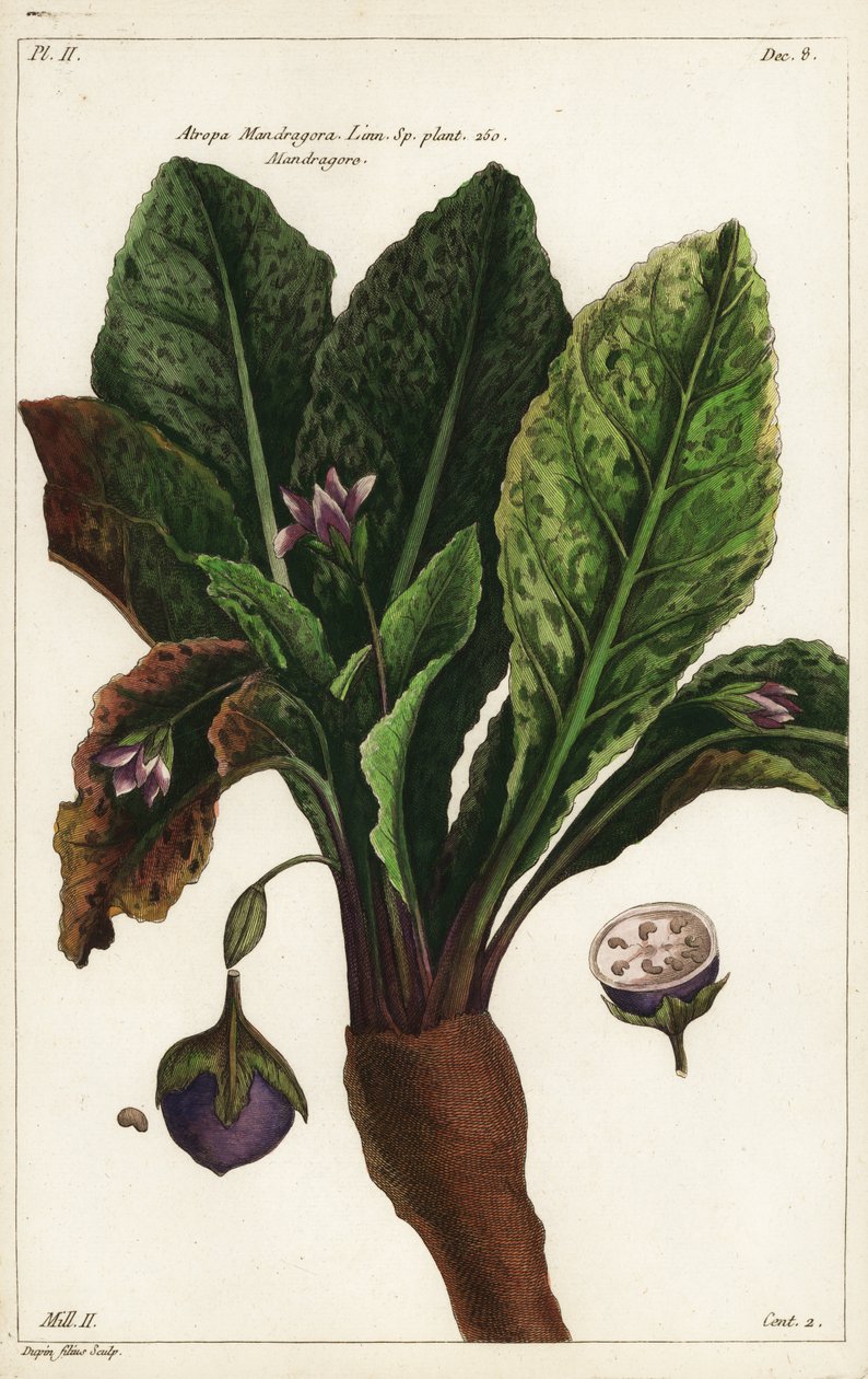 Mandragora, Mandragora od the Younger Dupin