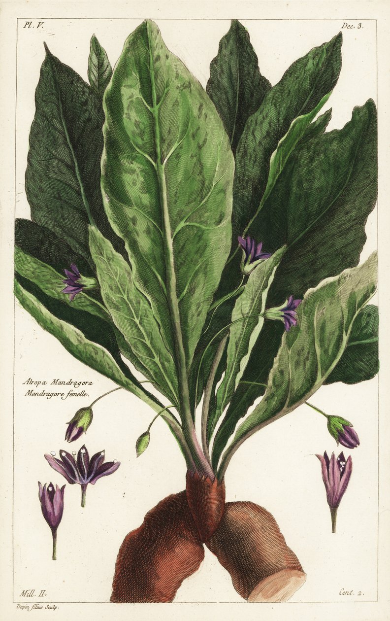 Mandragora, samice, Mandragora officinarum, Atropa mandragora, Mandragora samice od the Younger Dupin