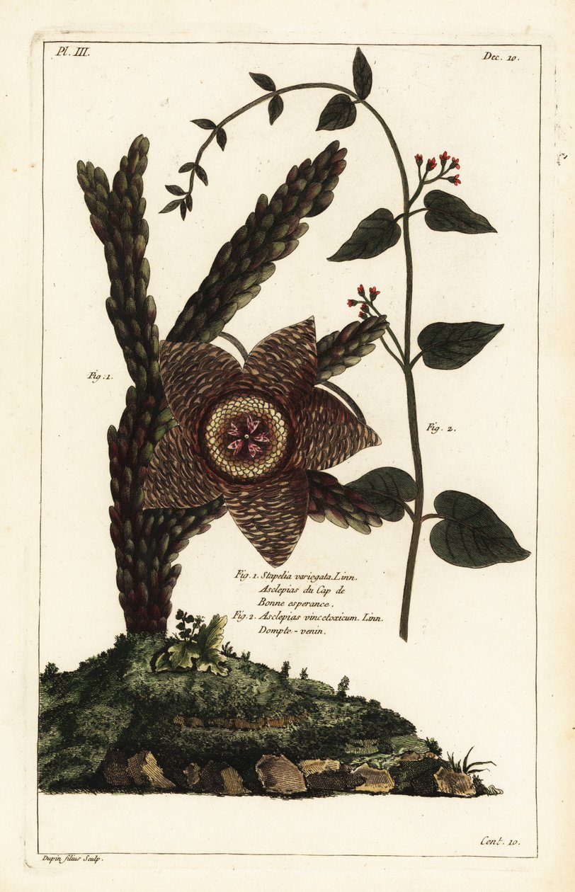 Rostlina hvězdice, Orbea variegata 1 a vlaštovičník bílý, Vincetoxicum hirundinaria 2 od the Younger Dupin