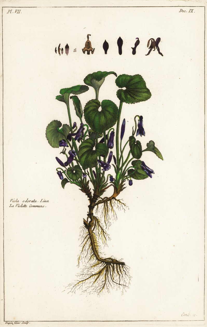 Sladká fialka, Viola odorata od the Younger Dupin