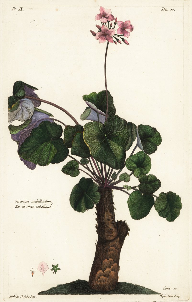 Nevyřešený druh pelargónie, Geranium od the Younger Dupin