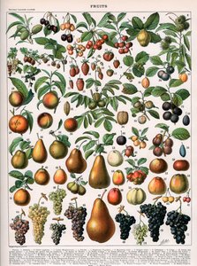 Ilustrace ovocných odrůd, cca 1905-10 (barevné lito) od (after) Alillot