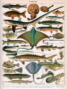 Ilustrace Ocean Fish, cca 1905-10 (barevné lito) od (after) Alillot