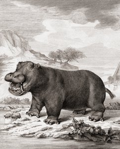 Hroch (Hippopotamus amphibius)