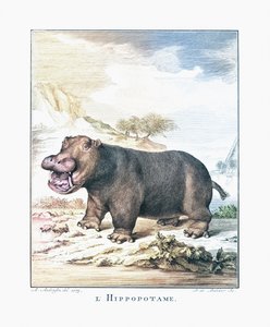 Hroch (Hippopotamus amphibius)