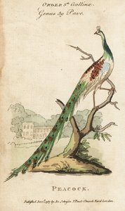 Indický páv nebo páv, Pavo cristatus od (after) English School