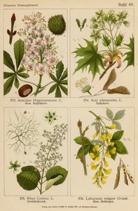 Aesculus Hippocastanum, Acer Platanoides, Rhus Cotinus, Laburnum Vulgare (barevná litografie) od (after) German School