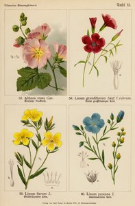 Althaea Rosea, Linum Grandiflorum, Linum Flavum, Linum Perenne (barevná litografie) od (after) German School