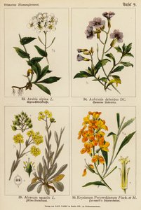 Arabis Alpina, Aubrietia Deltoidea, Alyssum Saxatile, Erysimum Perowskianum (barevná litografie) od (after) German School