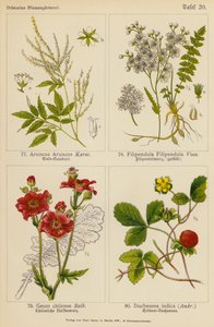 Aruncus Aruncus, Filipendula Filipendula, Geum Chilense, Duchesnea Indica (barevná litografie) od (after) German School