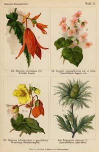 Begonia Boliviensis, Begonia Semperflorens, Begonia Tuberhybrida, Eryngium Alpinum (barevná litografie) od (after) German School
