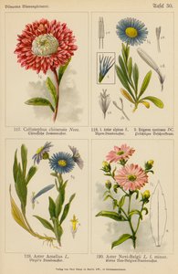 Callistephus Chinensis, Aster Alpinus, Erigeron Speciosus, Aster Amellus, Aster Novi-Belgii (barevná litografie) od (after) German School