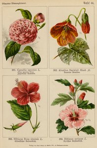 Camellia Japonica, Abutilon Darwinii, Hibiscus Rosa Sinensis, Hibiscus Syriacus (barevná litografie) od (after) German School