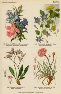 Campanula Medium, Campanula Garganica, Statice Limonium, Armeria Maritima (barevná litografie) od (after) German School