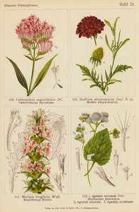 Centranthus Angustifolius, Scabiosa Atropurpurea, Morinia Longifolia, Ageratum Mexicanum, Ageratum Conyzodes, Ageratum Corymbosum (barevná litografie) od (after) German School