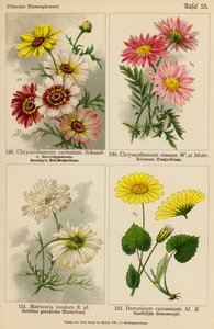 Chrysanthemum Carinatum, Chrysanthemum Roseum, Matricaria Inodora, Doronicum Caucasicum (barevná litografie) od (after) German School