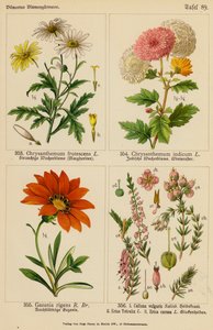 Chrysanthemum Frutescens, Chrysanthemum Indicum, Gazania Rigens, Calluna Vulgaris, Erica Tetralix, Erica Carnea (barevná litografie) od (after) German School