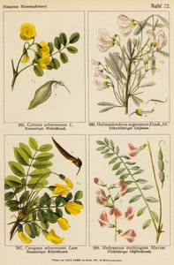 Colutea Arborescens, Halimodendron Argenteum, Caragana Arborescens, Hedysarum Multijugum (barevná litografie) od (after) German School