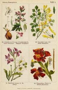 Corydalis cava, Corydalis solida, Corydalis lutea, Matthiola incana, Cheiranthus cheiri (barevná litografie) od (after) German School