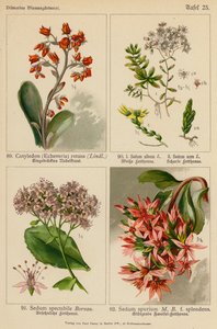 Cotyledon (Echeveria) Retusa, Sedum Album, Sedum Acre, Sedum Spectabile, Sedum Spurium (barevná litografie) od (after) German School