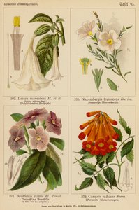 Datura Suaveolens, Nierembergia Frutescens, Brunfelsia Eximia, Campsis Radicans (barevná litografie) od (after) German School
