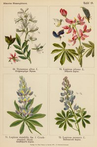Dictamnus Albus, Lupinus Pilosus, Lupinus Mutabilis, Lupinus Perennis (barevná litografie) od (after) German School