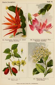 Epiphyllum Gaertneri, Epiphyllum Truncatum, Cornus Mas, Viburnum Tinus (barevná litografie) od (after) German School