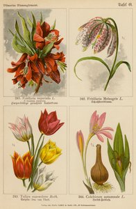 Fritillaria Imperialis, Fritillaria Meleagris, Tulipa Suaveolens, Colchicum Autumnale (barevná litografie) od (after) German School