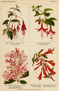Fuchsia Coccinea, Fuchsia Hybrida, Fuchsia Arborescens, Fuchsia Triphylla, Zauschnera Californica (barevná litografie) od (after) German School