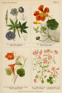 Geranium Pratense, Tropaeolum Majus, Tropaeolum Lobbianum, Oxalis Rosea, Oxalis Floribunda (barevná litografie) od (after) German School