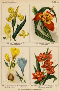 Iris Pseud-Acorus, Tigridia Pavonia, Crocus Vernus, Crocus Aureus, Schizostylis Coccinea (barevná litografie) od (after) German School