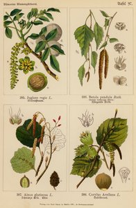 Juglans Regia, Betula Pendula, Alnus Glutinosa, Corylus Avellana (barevná litografie) od (after) German School