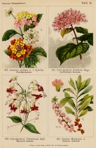 Lantana Aculeata, Clerodendron Foetidum, Clerodendron Thomsonae, Daphne Mezereum (barevná litografie) od (after) German School