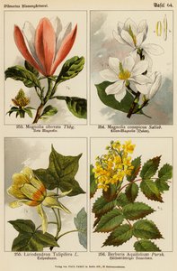 Magnolia obovata, Magnolia Conspicua, Liriodendron Tulipifera, Berberis Aquifolium (barevná litografie) od (after) German School